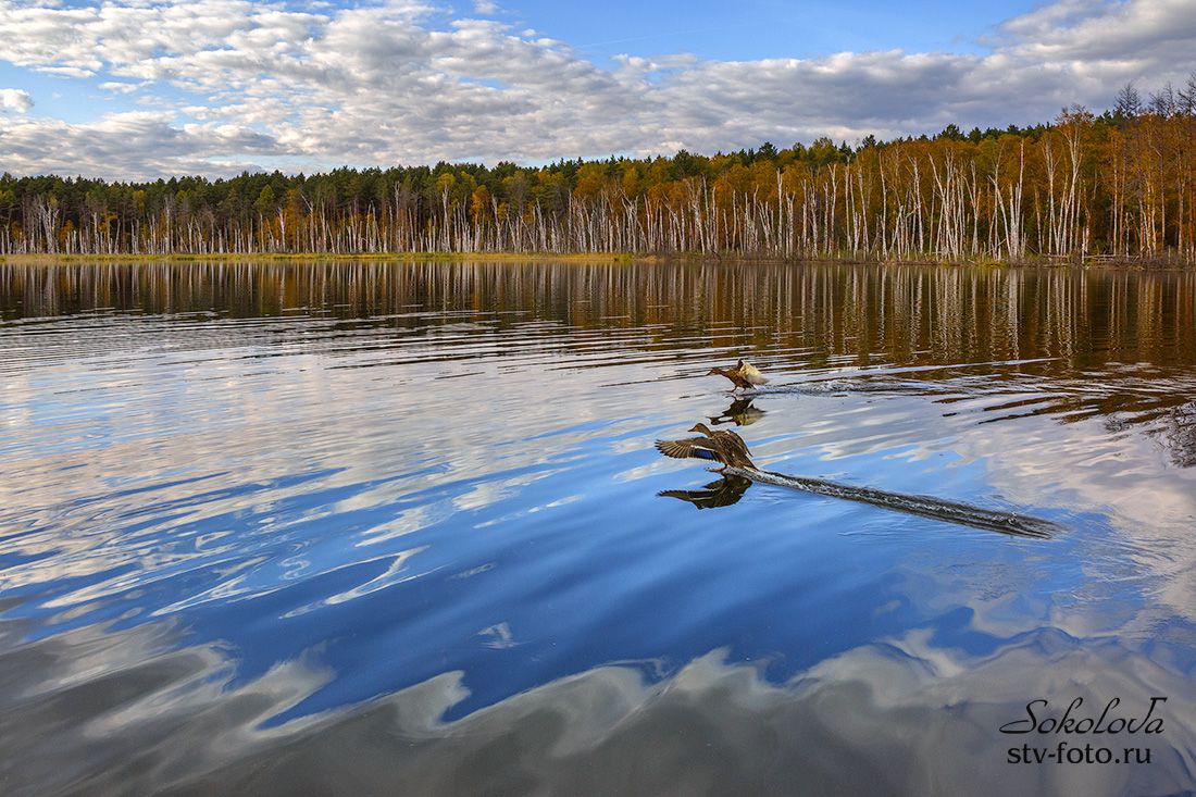 Озеро Ленёво, Муромцевский район, Омская область
