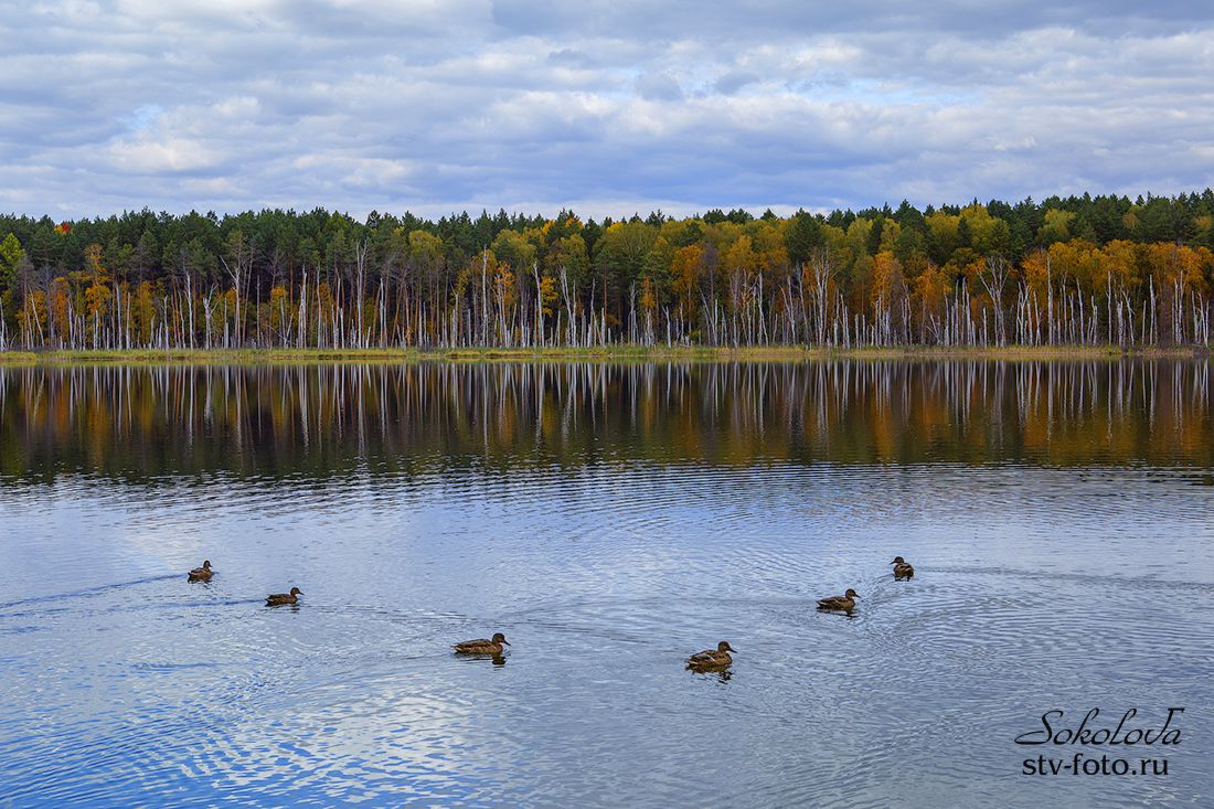 Почти синхронное плаванье в озере Ленёво (Линёво), Муромцевский район, Омская область